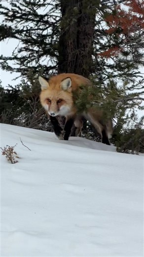 Spending Time with a Red Fox at Yellowstone National Park