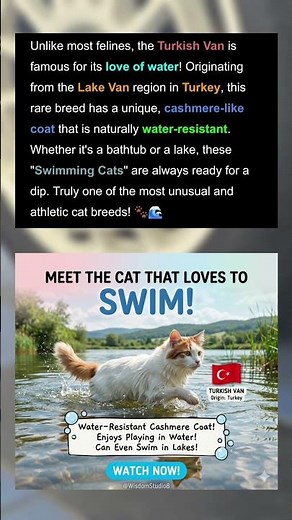 The Swimming Cat: Meet the Turkish Van 🏊🇹🇷 #cat #catlovers