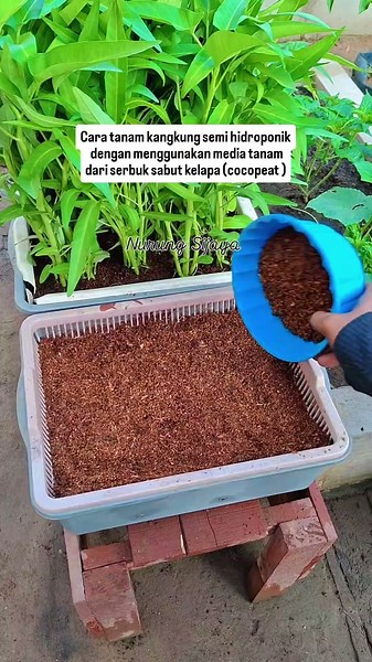 cara tanam kangkung semi hidroponik dengan menggunakan media tanam dari serbuk sabut kelapa #bertani