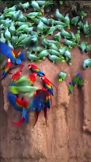 Su imponente presencia y su naturaleza sociable