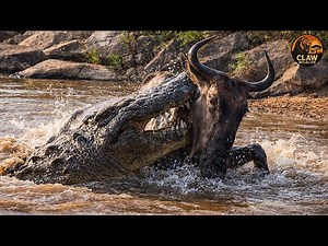 Wild Africa – When Crocodiles Launch Deadly Underwater Ambushes | Wildlife Documentary