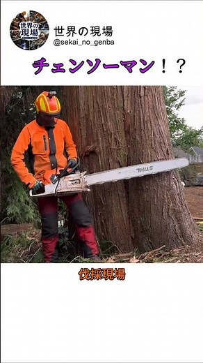 驚きの伐採技術：巨大な木に直接登って切り倒す伐採作業 #worker #process #logging #chainsaw #treefelling