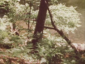 The Secret World of Plants: Reproduction and Botany