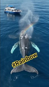 This Humpback Whale Just Said Hello 🐋 (Rare Drone Footage)#HumpbackWhale #OceanLife #WildlifeShorts