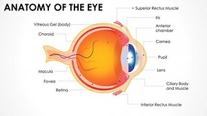 Eye Anatomy Animation Anatomy Eye Human Stock Footage Video (100% Royalty-free) 3475853741 | Shutterstock
