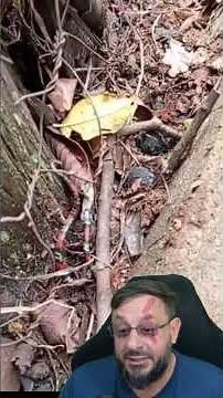 Coral snake in Minas Gerais? #oxyrhopus #biologisthenrique #animals #biologist