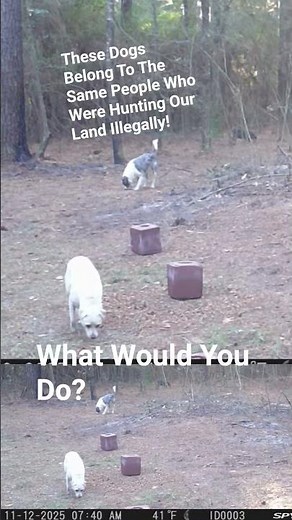 These Dogs Come On My Property Constantly #wwyd #outdoors #deer #wildlife #trailcams