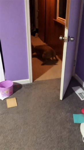 Adorable Pitbulls Show Their Goofy Personalities