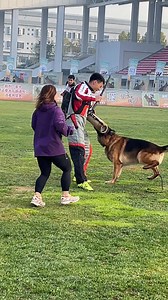 Uvo is ready for the Chinese Siegershow. | German Shepherd Dog in China