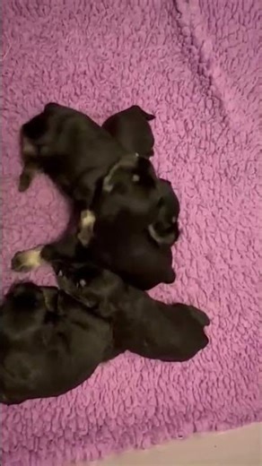 3-Week-Old Black & Silver Miniature Schnauzer Puppies | Axcium Miniature Schnauzers