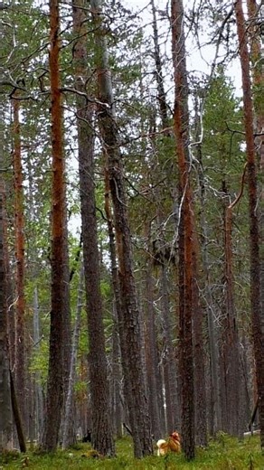 Metson metsästystä Suomenpystykorvalla #birdhunting #nature #doglife