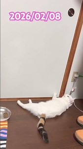 2026/02/08 幸福の三毛猫