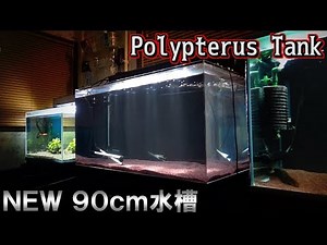 ポリプテルス水槽立ち上げ 後篇【アクアリウム】