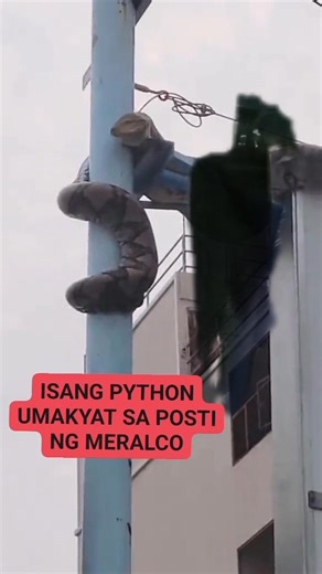 1K views · 4 comments | Isang python ang nasa poste ng MERALCO... #animalworld #python #forestlife #wildanimals #mostviralvideo #trendingvideo #highlighteveryone | Nette Sonorio | Facebook