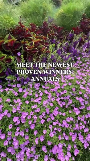New plants for your spring garden 🌱 These new Proven Winners® annuals are perfect for gardeners looking for vibrant, flowering plants and easy-care options for containers and landscapes. If you love petunias, calibrachoa, or standout new garden plants, you’ll want to see these. ㅤ 🖤 Sweet Caroline Medusa™ Black Ipomoea 🩷 Supertunia Mini Vista® Pink Cloud Petunia 💚 Sweet Caroline Sweetheart Shadowstorm™ Ipomoea 💛 Superbells Magic® Double Grapefruit Calibrachoa ❤️ Surefire Cascade™ Red Begonia