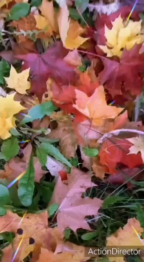 Captivating Autumn Leaves: A Visual Journey