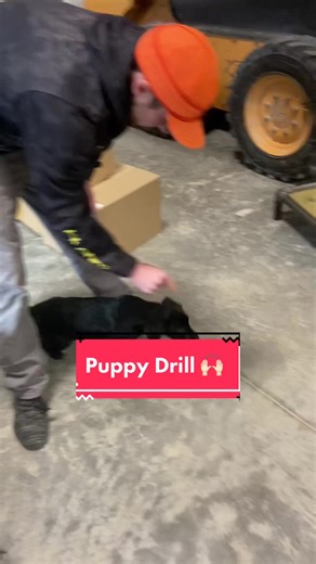 One of favorite drills with little pups! Use their feeding time to your advantage! Patience, sit, and go on your name are all things to be learned by using this during feeding times! Clio picked up on this quickly some dogs may be longer to calm down! 🐶 #dogtraining #dogtraining101 #dogtrainingtips #dogtips #puppy #puppytraining #puppytrainingtips #puppytips #obedience #heelwork #placetraining #dogs #duckhunting #duckhunter #duckdog #birddog #birdhunting #birdhunter #sheddog #shedhunting #fyp