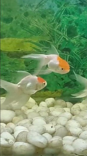 Fish Patna Zoo|#fish #fishing #fishingvideo #fishinglife