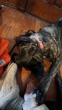 Paw dog board & train day 17 dog training #balancedtraining #dogbootcamp #dogtrainer