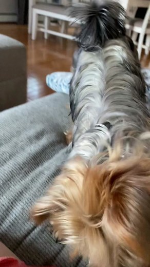 Trying out a bark collar pain free this just beeps when they bark!! #highmaintenancebruhgirl #yorkiesoftiktok #yorkies #barkcollar