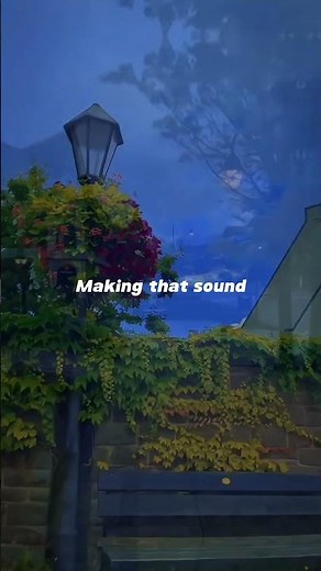 Maroon 5 - Animals | (Slowed reverb) | lyrics | aesthetic | slowed #Maroon5