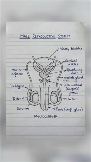 Male Reproductive System Diagram Explained #MaleReproductiveSystem#HumanAnatomy#Anatomy