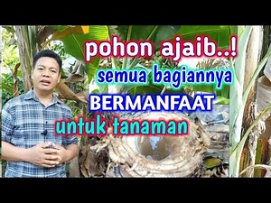 7 Bagian Pohon Pisang Ini Sangat Bermanfaat Untuk Tanaman