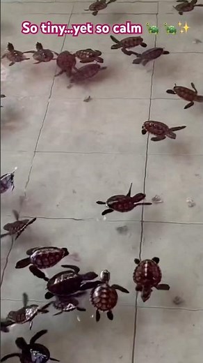 This Baby Tortoise from Bali Is Pure Peace 🐢🌴