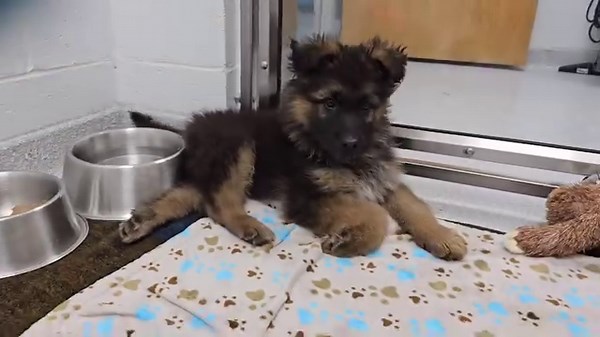 🐾💙SIMBA UPDATE💙🐾 Our little rescued dude Simba has been quite the hit at the veterinary hospital making the entire staff smile. Despite having a hurt leg and being extremely skinny he still is in good spirits. So far we know that Simba does not have any broken bones, however the veterinarian does suspect that he has some nerve damage which is why he is not able to use his left back leg. Thank you so much to everyone that has been donating towards and praying for his recovery. We truly apprec