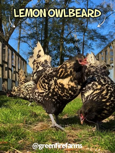 We are loving this breathtaking, ultra-rare chicken breed from Holland, the Lemon Owlbeard!💛 This cold-hardy breed has a split, V-shaped comb, luxurious beard, and not to mention a gorgeous lemon and black plumage! We have a very limited amount of Owlbeards, so be sure to place your name on our waitlist to be able to add these birds to your flock!🐥 #greenfirefarms #farmingdoneright #farmlife #farm #farming #sustainablefarming #sustainability #chickens #poultry #homestead #backyardchickens #bac