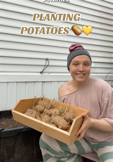 Harvesting Potatoes: A Gardening Project