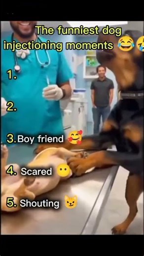 Ranking the best funniest dogs injectioning moment# Rank spark# Funny😂😂