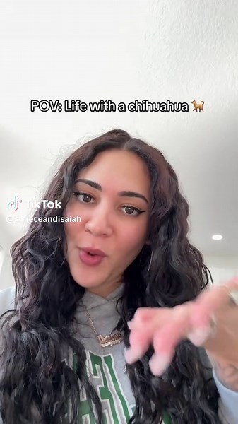 POV: Life with a chihuahua 🐕 | Chihuahua Dog