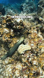 5.9K views · 43 reactions | 錄 Meet the captivating Green Moray Eel,...
