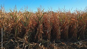 Corn maize view, agriculture field inspection, dry corn seedling crops, sprouts, and shoots planted in rows in the farm. Inspection of corn health and roots with stems. Dry old corn.