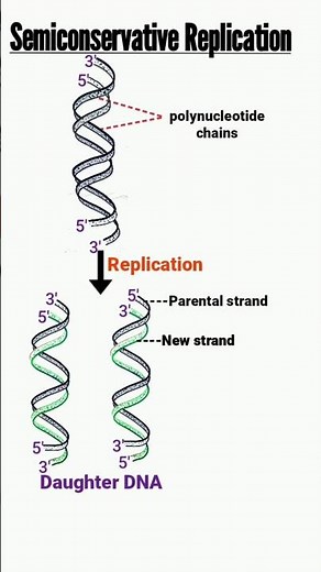 semiconservative DNA replication | replication of DNA | DNA replication