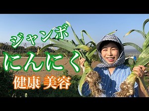 【ジャンボにんにく 収穫】体力増強 疲労回復 免疫アップ 美肌効果
