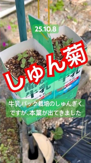 [The crown chrysanthemums grown in milk cartons have now sprouted their true leaves] #HomeGardeni...