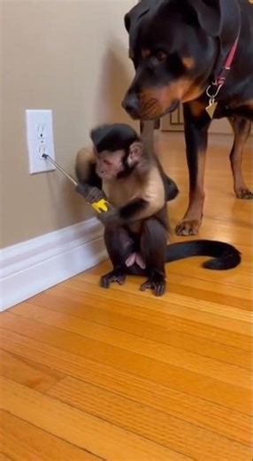 Monkey Tries DIY Electrical Work! ⚡️ Sparks Fly!