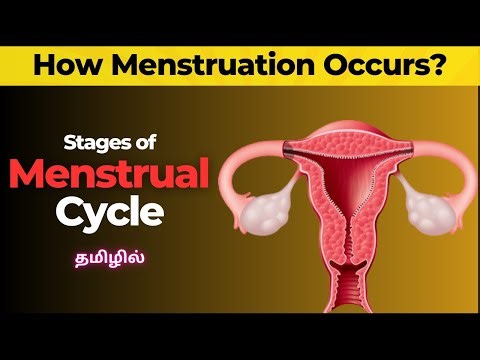 Stages of Menstrual Cycle
