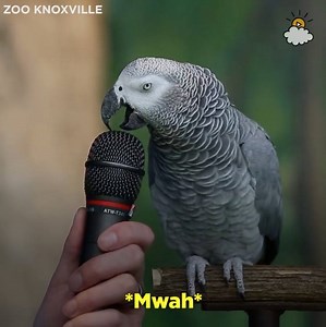 Einstein the parrot lives up to his name. He's a genius! | LittleThings