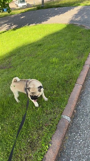 #dancer #mops #mopslouis #hund #pug #mydog #mithund #ganzsüß #mopsi #ichbinmops #tanzen #pugs #tiktokhund #mopsquad