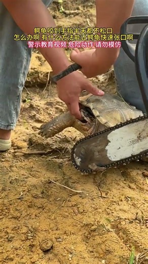 How to get your finger bitten by a snapping turtle to quickly open its mouth. Popular warnings t