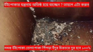 676K views · 1.5K reactions | উঁ*ইপো*কার য"ন্ত্র'ণায় অতি*ষ্ঠ ? এক মিনিটে বাসা থেকে সম"স্ত উঁ*ইপো*কা তেলাপো"কা পিঁপড়া ইঁ'দুর মশা মাছি চি"র''তরে দুর হবে আর আসবেনা। | Tithe's Vlog & Cooking | Facebook