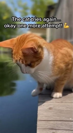 Cat vs Fish: The Funniest Catch Battle Ever! #cat #bravecat #viralvideo #mothercat