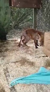 Cameron is doing well, he's now out of intensive care and spending some recuperation time in an outside pen. 󾌵 | The Fox Project
