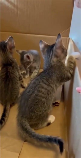 Rescue Kittens turn box into Music!