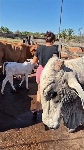 Daily Life at the Cattle Farm | Walking Among Beautiful Cows #villagelife #cow #cowgirl #rurallife