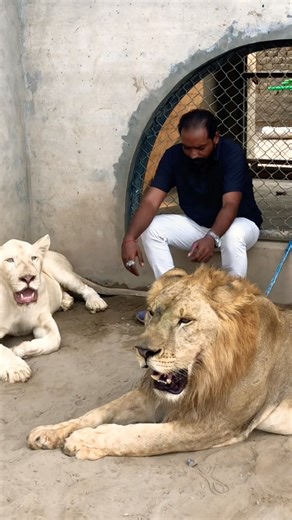 #Remix #Iraqi_songs #angrytiger #musicgenre #tigerspotted #lion