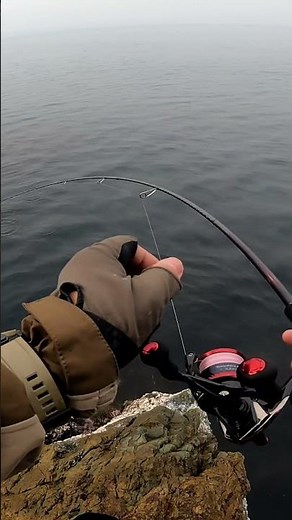 【春イカエギング】3kgのアオリイカの釣り方🦑#釣り #エギング #春イカ #アオリイカ
